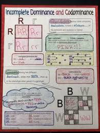 Investigation dna proteins and mutations answers. 350 Genetics Ideas In 2021 Teaching Biology Genetics Biology Lessons