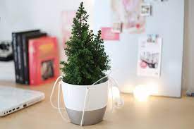 We did not find results for: Kurangi Suntuk Dengan Bunga Dan Tanaman Ini Di Meja Kantor Kamu Portal Wanita Muda