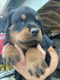 At vom hognadottir in sacramento, ca, we offer akc registered rottweiler puppies for sale. Rottweiler Puppies For Sale Rottweiler Puppies For Sale Rottweiler Mix Puppies Puppies