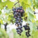 Most grape varieties are wind pollinated and the water & sunlight: Grapevine Transplant Info Moving Grapevine Roots Or Starting New Ones