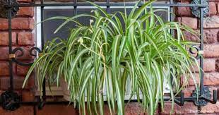 That is, plants that do not require much care and that are easy to reproduce. Spider Plant Care Indoors Brown Tips Light Water Fertilizer Soil