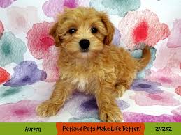 We never follow any breeding practice in which the health of innocent dogs and puppies is. Maltipoo Puppies Petland Aurora