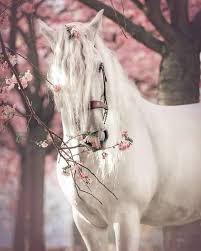 pin by صورة و كلمة on guzeller horses most beautiful horses beautiful horses