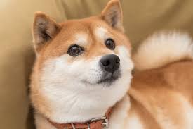 Jun 03, 2021 · dogecoin verdict. How Dogecoin Rose From Meme To Major Cryptocurrency The Motley Fool
