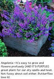 Pin By Sara Sodaro On Flowers Gardens Plants Flower Garden Planting Flowers