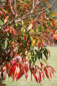 Image result for Heterotis canescens