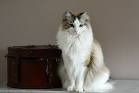 Ragdoll Cat Breed Profile - The Spruce Pets