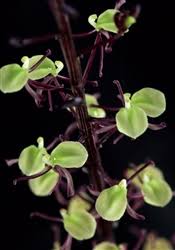 Image result for Liparis harketii