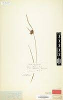 Image result for Cyperus aterrimus