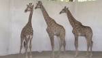 South African giraffe dies Lahore