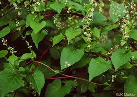 Image result for Fallopia convolvulus
