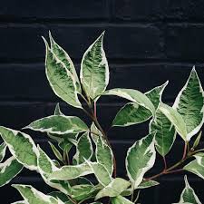 To our beloved Barley & Vine customers… • We have some exciting news for  you all! After much consideration we have decided to close our doors at 19  South Willson. An opportunity