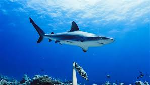 Shark, any of numerous species of cartilaginous fishes that make up the order selachii (class chondrichthyes). Sharks Are Becoming Functionally Extinct Around The World