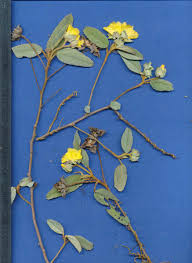 Image result for Melhania