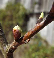 Flower Buds Vs Leaf Buds