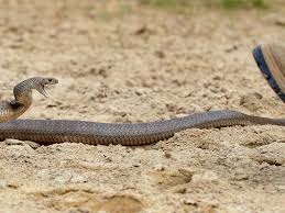 Find out all about dugite 📙: H2kaadltoiaonm