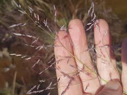 Image result for Eragrostis inamoena