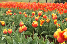 Check spelling or type a new query. Tak Perlu Ke Belanda Keindahan Bunga Tulip Juga Bisa Dilihat Di Australia