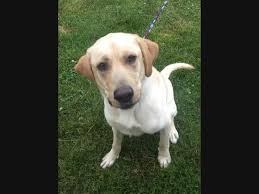 We require fences for some of our dogs for a range of reasons. Tpssjicjcpipdm