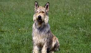 Have you ever heard of one? Berger Picard Dog Breed Information
