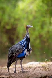 And then there's the call, with females. Vulturine Guineafowl Wikipedia