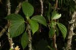 Image result for Scepocarpus hypselodendron
