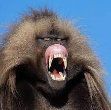 One Of The Most Beautiful Apes The Gelada Baboon Look At Those Insane Teeth The Only Reasons Wildlife Animals Animals Beautiful Animals