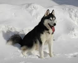 The siberian husky is a graceful, athletic dog with high endurance and an eagerness to work. 10 Interesting Siberian Husky Facts Inside Dogs World