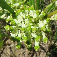 Image result for Xysmalobium