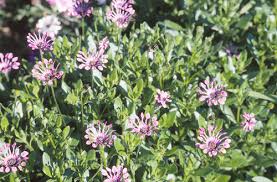 Image result for Osteospermum muricatum