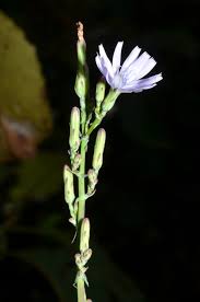 Image result for Lactuca inermis