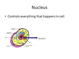 Plant cells are the basic unit and building blocks of life in organisms of the kingdom plantae. Cell Organelles Flashcards Plasma Membrane Cell Membrane Protects The Cell Supports The Cell Lets Things In And Out Of The Cell Plasma Cell Membrane Ppt Download