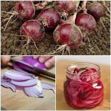 Cebolla Morada 6 Beneficios Unicos Que La Hacen Especial
