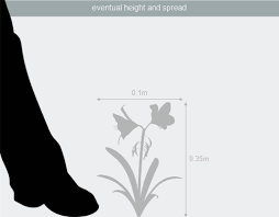 Buy Triandrus Daffodil Bulbs Narcissus Tresamble