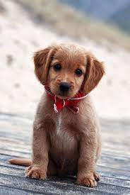 Download Elegant Puppy Wallpaper By Xhani Rm 84 Free On Zedge Now Browse Millions Of Popular Cute Wallpapers And Ringto Cute Animals Puppies Baby Animals
