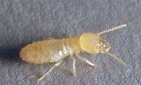 Subterranean Worker Termites Insect Species Termite Control