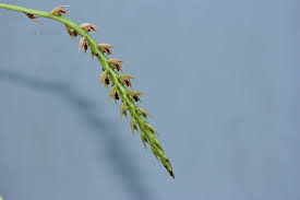 Image result for Bulbophyllum sp. nov