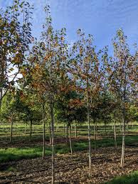 Image result for Amelanchier laevis