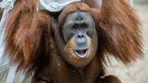 Professor of anthropology, simon fraser university, canada. Sumatran Orangutan Born At Prague Zoo