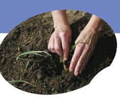 Spring garden maintenance is important for seasons to come. Soil Preparation How Do You Prepare Soil For Planting