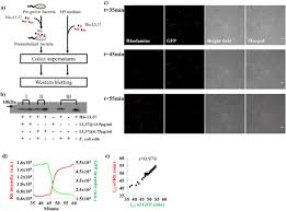 Intracellular Absorption Underlies Collective Bacterial