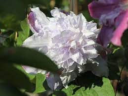 Check spelling or type a new query. Clematis Veronica S Choice Clematis Veronica S Choice Baumschule Horstmann