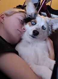 Rylee Grace 6 weeks old to 3 years old she is a blue and chocolate heeler .  And is definitely a spoiled pup