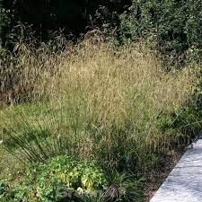 Щучка дернистая, луговик дернистый, щучник дернистый. Waldschmiele Schottland Deschampsia Cespitosa Kaufen Bei Nr 01 De