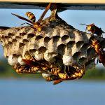 People run around spraying poison near the faces of their children and beloved pets and still they wonder where the cancer came from. Ecotek Termite Pest Control In Virginia Beach Norfolk Chesapeake