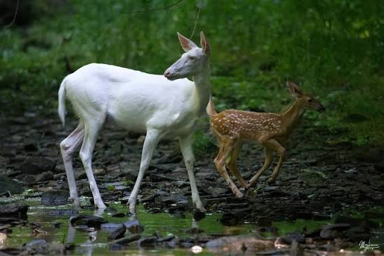 White deer and fawn in Mahoning County, Ohio