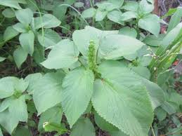 Image result for Acalypha paucifolia