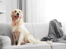5 Quick And Easy Ways To Remove Pet Hair