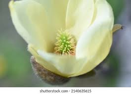 Image result for Magnoliaceae