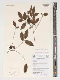 Image result for Carpolobia alba